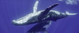 Disney+  presenta documental  donde presenta ocho secretos de las ballenas [VIDEO]