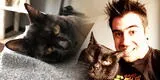 Murió Don Gato: felino del famoso youtuber Auronplay falleció a los 8 años: “Una parte mía también falleció”