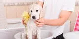 Elimina manchas y el olor de tus mascotas
