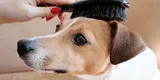 Mascotas: Conoce los tipos de pelo en perros y su cuidado