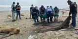 Ventanilla: Rescatan a lobo marino en playa Los Delfines y lo trasladan a un zoológico [FOTOS]