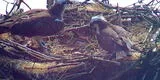 “Horrible acto vandálico”: cortan con motosierra el nido de águilas que pusieron su primer huevo