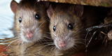 ¿Qué significa soñar con ratas? ¿Significa peligro o traición?