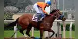 Falleció jinete peruano Juan Eugenio Enríquez tras caer de su caballo [VIDEO]