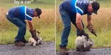 Koala se rehúsa a ser rescatado y se enfrenta a hombre que trató de sacarlo de autopista [VIDEO]