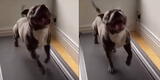 Perro sorprende a su amo fitness y ‘hace cardio’ en su trotadora [VIDEO]