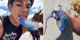 Joven lame criatura marina para ser viral sin imaginar que se trataba de un animal venenoso [VIDEO]