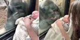 YouTube: gorila ve a un bebé recién nacido a través de un vidrio y sorprende con tierna reacción [VIDEO]