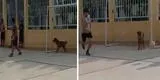 Perro se 'une' a un partido de fútbol a falta de un portero y protagoniza divertida escena [VIDEO]