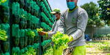 Surco: 24 comedores populares reciben hortalizas del biohuerto vertical más grande del Perú
