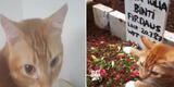 TikTok: gato va al funeral de su dueña y "llora" por su partida [VIDEO]