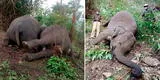 Hallan al menos 22 elefantes muertos tras una tormenta en la India [FOTOS y VIDEO]
