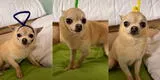 Chihuahua es vestido por su dueña como los teletubbies y curiosa escena causa furor en TikTok [VIDEO]