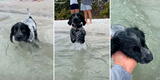 Perrito ve a su dueño en el mar e intenta nadar hacia él para acompañarlo [VIDEO]