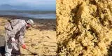 Rusia: playa amaneció cubierta de caviar y ciudadanos aprovecharon en recogerlo con palas [VIDEO]