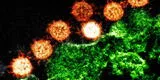 Coronavirus: ¿Es posible contagiarse de dos variantes de COVID 19 distintas?