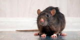 ¿Qué significa soñar con ratas grandes?¿Nuevo empleo? Entérate de todo aquí