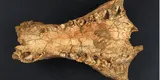 Australia: Descubren restos de un cocodrilo que habría vivido hace 25 millones de años