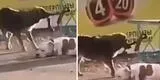 Perrito sin hogar ayuda a pitbull que había sido amarrado a una reja y terminan 'huyendo' juntos [VIDEO]