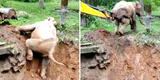 Campesinos ayudan a subir con una excavadora a un elefante que luchaba por subir una colina [VIDEO]