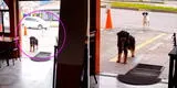 Perrito sin hogar llevó a su 'amigo' a comer al restaurante donde le regalan comida [VIDEO]