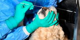 España: detectan primer caso de perro contagiado con la variante británica COVID-19
