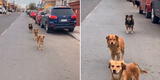 Motociclista expone a unos perritos callejeros que esperan a que él pase para perseguirlo [VIDEO]