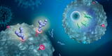 Australia: científicos desarrollan dos nuevos fármacos para combatir el coronavirus