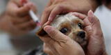 Carnivac-Cov: Rusia inició la vacunación de mascotas contra la COVID-19