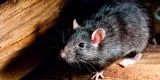¿Qué significa soñar con ratas muertas? ¿Estaré en peligro?
