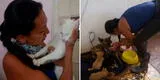 ¡Un acto de amor! Mujer adaptó su casa como albergue para ayudar a perros y gatos sin hogar [FOTOS]