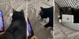Quiere evitar que su gato la interrumpa mientras trabaja y le crea una minilaptop para que juegue [VIDEO]