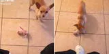 Perrita lleva a su cachorro donde su dueña y se lo deja para que se lo 'cuide' [VIDEO]