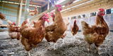 Gripe aviar H10N3: ¿Será peligrosa? conoce todos los detalles del nuevo virus de China