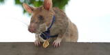 Magawa: la rata detectora bombas se jubila del trabajo de detección de minas terrestres