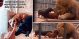 Joven lleva a su perros al zoológico y mascotas terminan metiéndose a la jaula del león [VIDEO]