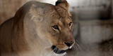 India: muere una leona de 9 años tras contagiarse de la COVID-19 en un zoológico