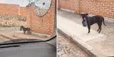 TikTok viral: perrito callejero es sorprendido 'robando' las macetas de una casa