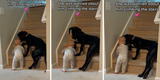 Perrito cuida a bebé de su dueña y le impide que suba las escaleras para evitar que se caiga [VIDEO]