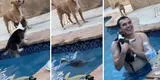 TikTok viral: Perrito cae a la piscina por error y es rescatado por su dueño