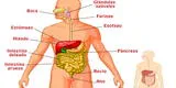 Aprende sobre el Sistema Digestivo