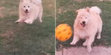 TikTok viral: perrito es sorprendido con un 'pelotazo' cuando intentaba correr hacia su dueña