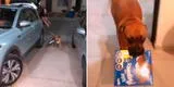 TikTok viral: perrito es captado ayudando a sus dueños a cargar las compras del mercado