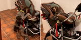 TikTok viral: perrito aprovecha la distracción de su dueño y se sube al coche de su bebé