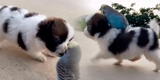 TikTok video viral: perrito y lorito hacen de las suyas en las redes sociales