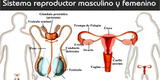 ¿Qué es y cómo funciona el sistema reproductor femenino y masculino?