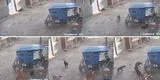Perro ‘abusivo’ se metió al barrio equivocado y es reducido por varios canes [VIDEO]