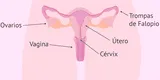 ¿Qué es el sistema reproductor femenino?: conoce sus partes y cómo funciona el aparato reproductor