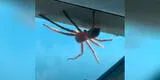 Piloto descubre una enorme araña en pleno aterrizaje y su reacción se vuelve viral [VIDEO]