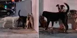 Joven defiende a gatito acorralado por una 'banda' de perros callejeros [VIDEO]